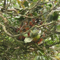 Dendrophthoe neelgherrensis (Wight & Arn.) Tiegh.